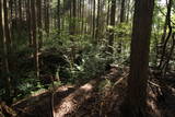 大和 信貴山城の写真