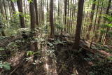 大和 信貴山城の写真