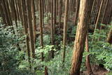 大和 信貴山城の写真