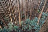 大和 信貴山城の写真