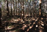 大和 信貴山城の写真