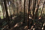大和 信貴山城の写真