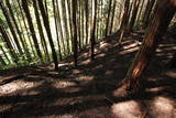 大和 信貴山城の写真