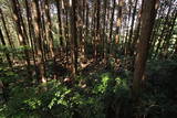 大和 信貴山城の写真