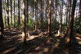 大和 信貴山城の写真