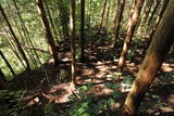 大和 信貴山城の写真