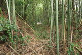 大和 谷城の写真