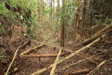 大和 多武峰城塞群(念誦崛地区)の写真