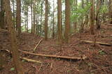 大和 多武峰城塞群(念誦崛地区)の写真