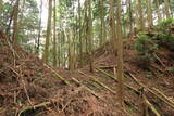 大和 多武峰城塞群(念誦崛地区)の写真