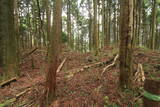 大和 多武峰城塞群(念誦崛地区)の写真