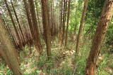 大和 多武峰城塞群(岡道地区)の写真