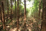 大和 多武峰城塞群(岡道地区)の写真