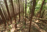 大和 多武峰城塞群(岡道地区)の写真