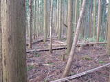 大和 山辺篠畑城の写真