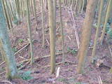 大和 山辺篠畑城の写真