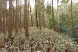 大和 山田岩掛城の写真