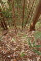 大和 山田岩掛城の写真