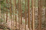 大和 山田岩掛城の写真