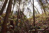 大和 山田岩掛城の写真