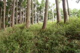 大和 山口城の写真