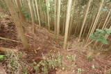 大和 山口城の写真