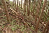 大和 山口城の写真