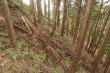 大和 山口城の写真