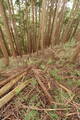 大和 山口城の写真