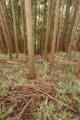 大和 山口城の写真