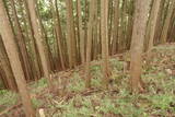 大和 山口城の写真