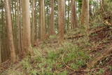 大和 山口城の写真