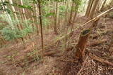 大和 山口城の写真