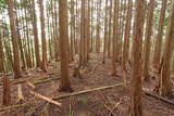 大和 山口城の写真