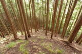 大和 山口城の写真