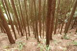 大和 畑城(山添村)の写真