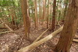 大和 畑城(山添村)の写真