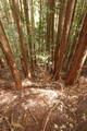 大和 畑城(山添村)の写真