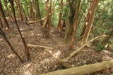 大和 畑城(山添村)の写真