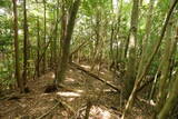 大和 畑城(山添村)の写真