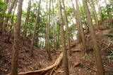 大和 畑城(山添村)の写真