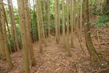 大和 畑城(山添村)の写真