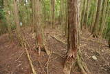 大和 畑城(山添村)の写真