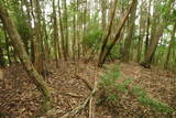 大和 畑城(山添村)の写真