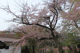 口羽家墓所(宗林寺)の写真