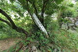 細川之照の墓の写真